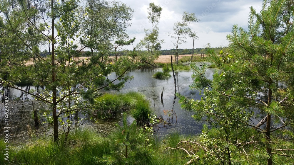 Naklejka premium Pietzmoor in der Lüneburg Heide bei Schneverdingen