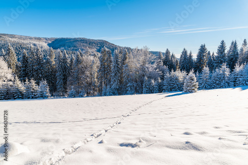 Footprints in snow in winter landscape of Beskid Sadecki Mountains on sunny day, Poland © pkazmierczak