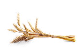 Ears of wheat isolated on white background