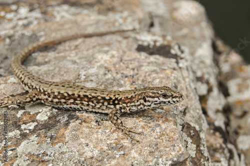 European common wall lizard closeup on stone rock