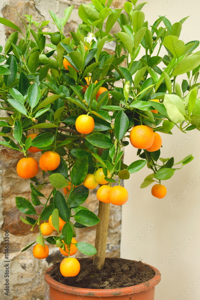 Small orange tree in pot