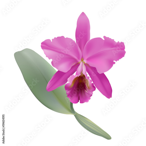 Orchid. 
Hand drawn vector illustration of a tropical orchid Cattleya warneri, with pink petals and lip, on transparent background. photo