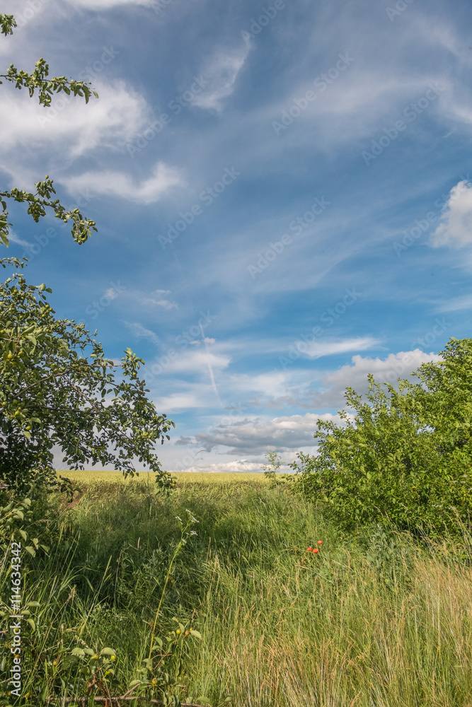 Landschaft im Sommer