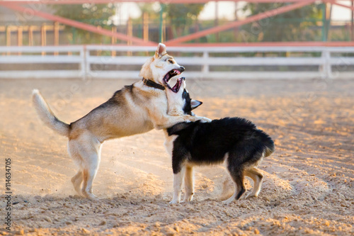 Dogs play in sand dust at sunset light
