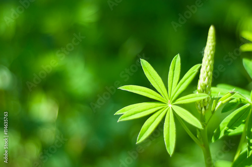 green leaf bud background