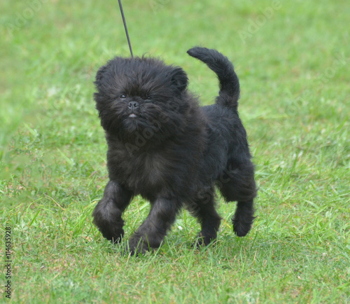 Sweet Black Affenpinscher Dog photo