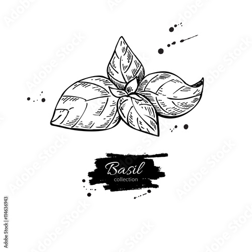 Basil vector drawing. Isolated Basil plant with leaves.