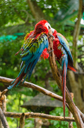 Colorful couple macaws on log,colorful in Nature