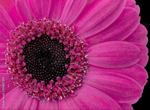 Close up of a pink gerbera