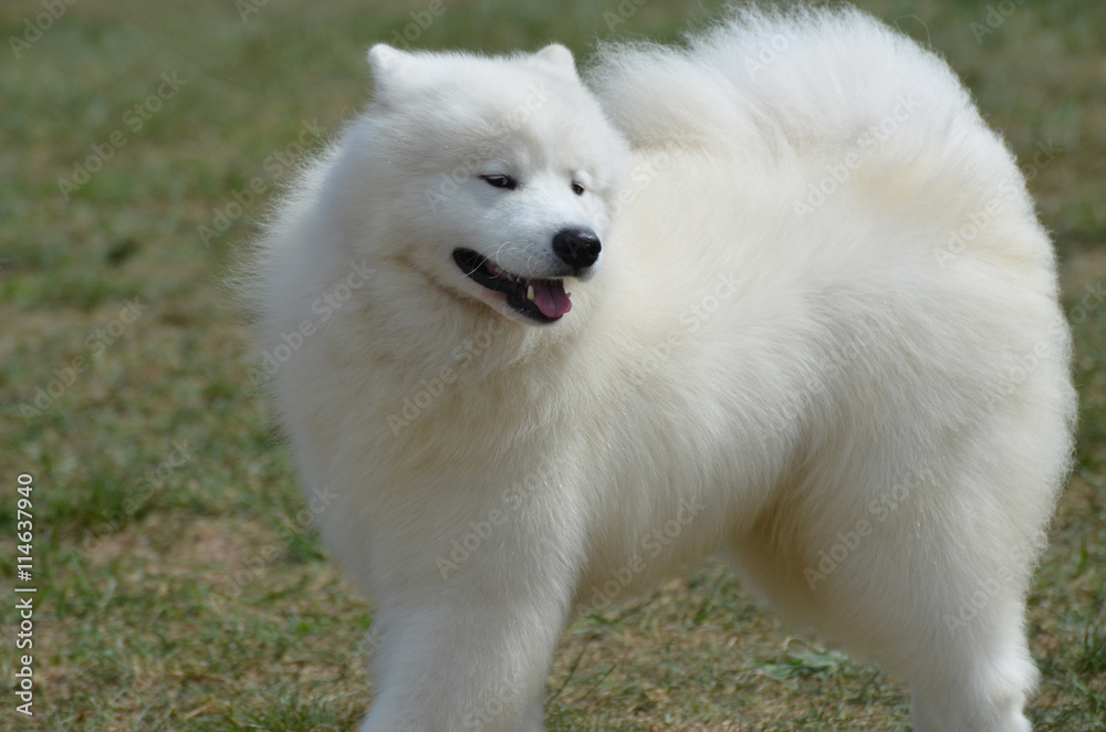 american eskimo dog how big