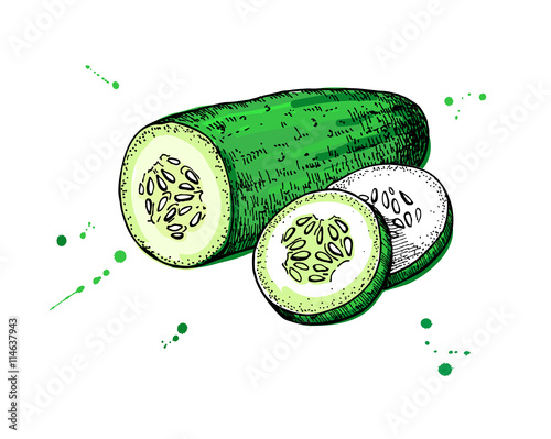 Cucumber hand drawn vector. Isolated cucumber and sliced pieces.
