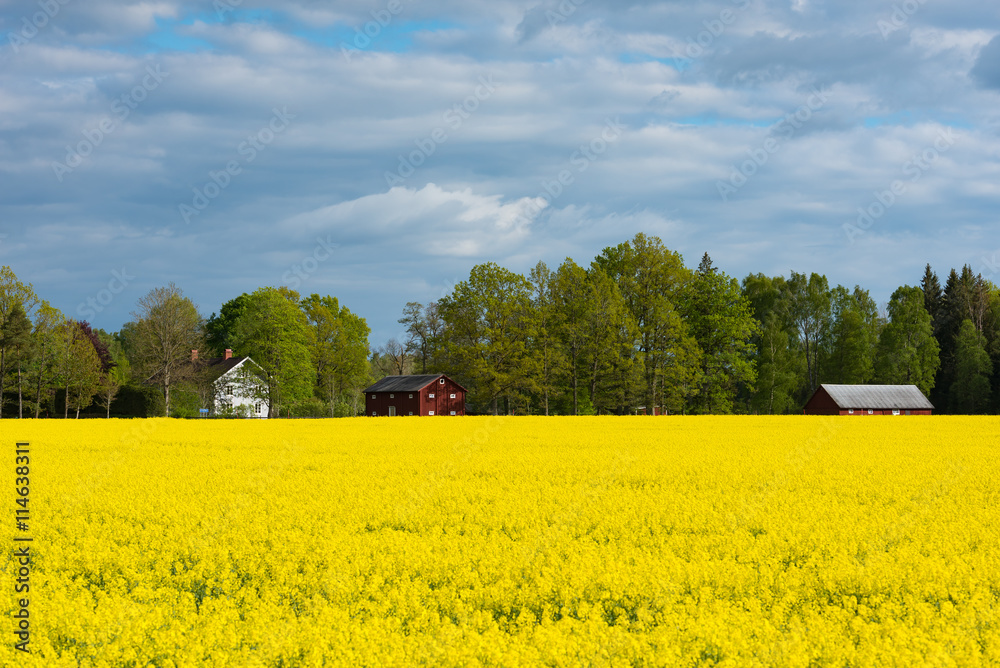 Swedish village in spring behind a blossoming canola field