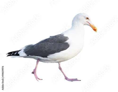 Seagull isolated on a white background © dancestrokes