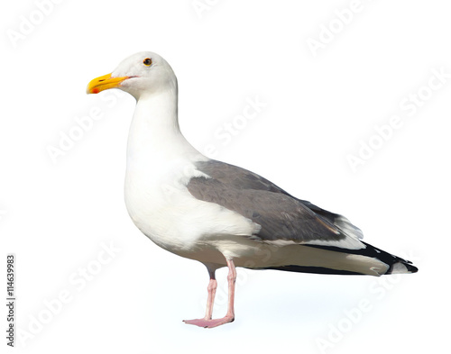 Seagull isolated on a white background.