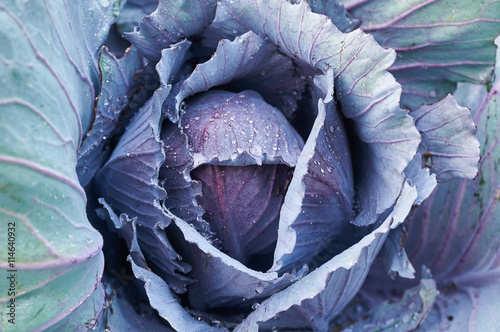 Red cabbage plant in a garden