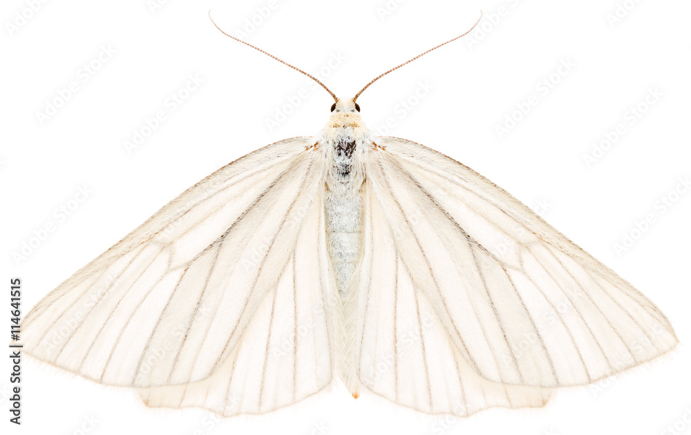Obraz premium The black-veined moth Siona lineata beautiful butterfly isolated on white background, dorsal view.