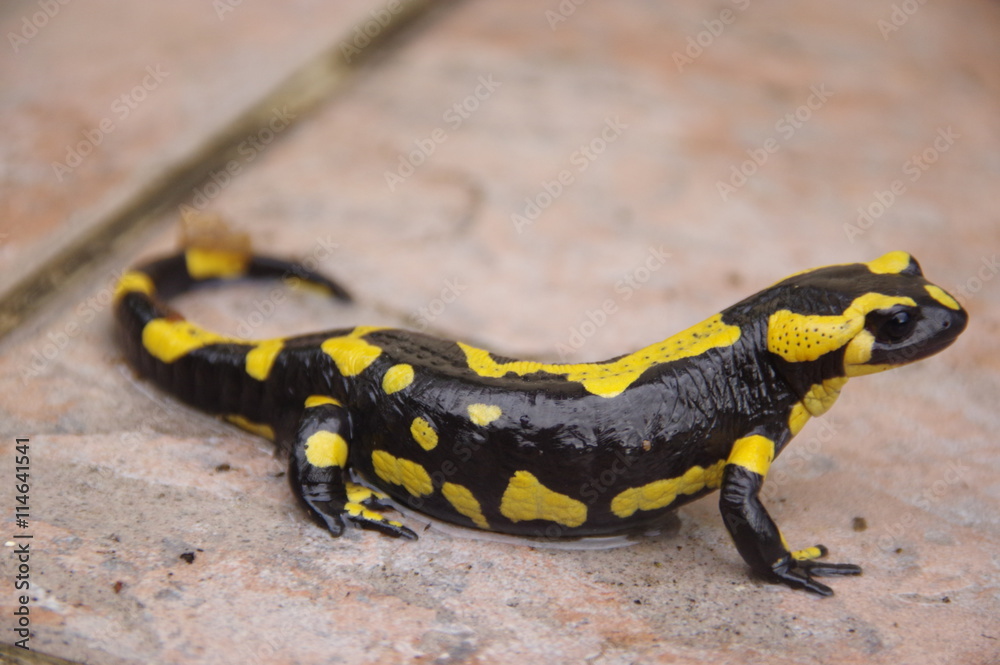 Fototapeta premium salamandre