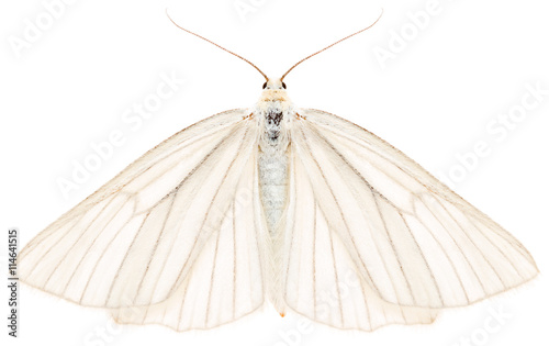 The black-veined moth Siona lineata beautiful butterfly isolated on white background, dorsal view.
