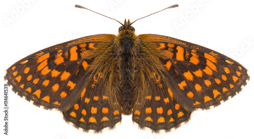 The Melitaea britomartis Assmann's Fritillary beautiful butterfly isolated on white background, dorsal view.