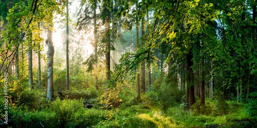 Obraz wschód słońca w pięknym, zielonym lesie