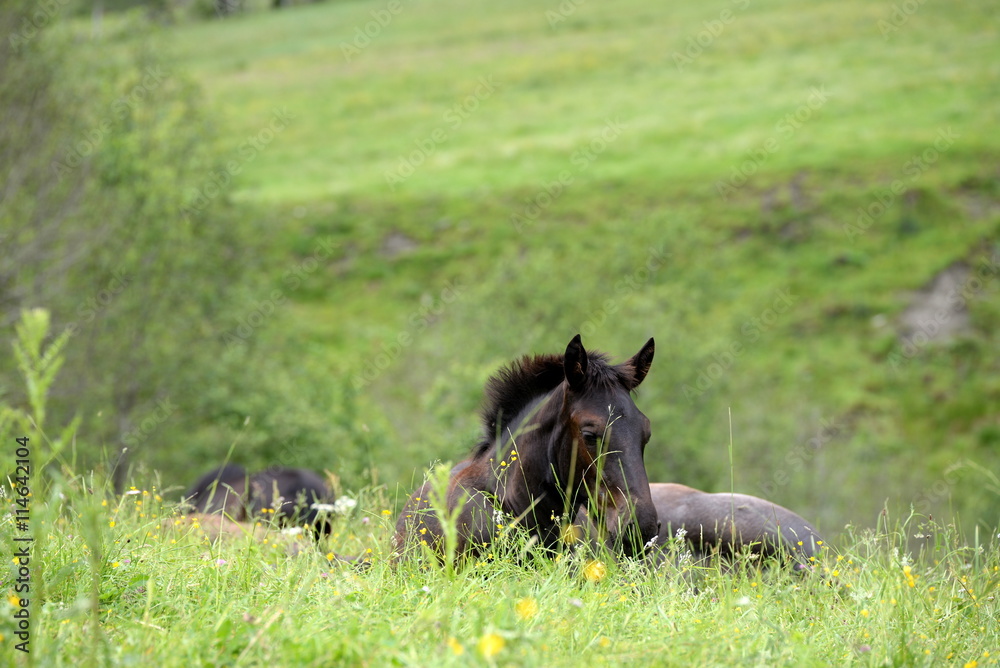 versteckt im gras,braunes Fohlen liegt im hohen Gras versteckt im gras,braunes Fohlen liegt im hohen Gras