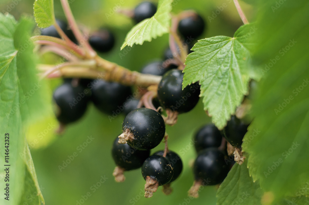 currant berries growing on a branch currant berries growing on a branch