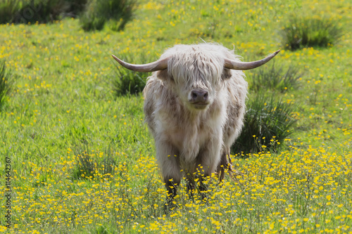 White Scottish cow with a coat over his eyes