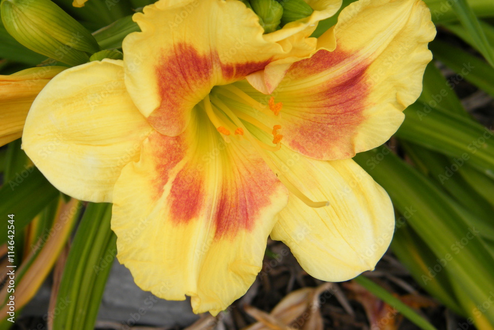 Yellow and Red Day Lily Yellow and Red Day Lily