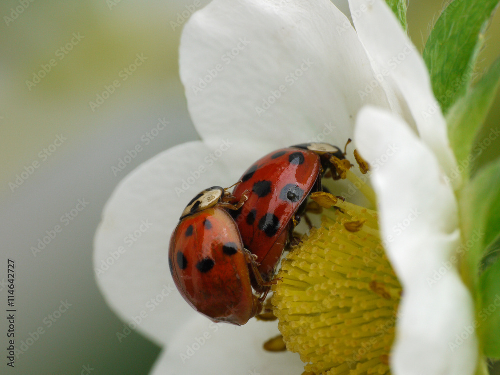 Fototapeta premium Paarung der Marienkäfer
