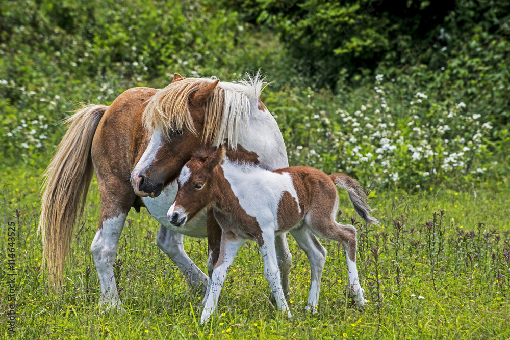 Mother and baby Palomino Ponies in Grayson Highlands State Park. Mother and baby Palomino Ponies in Grayson Highlands State Park.