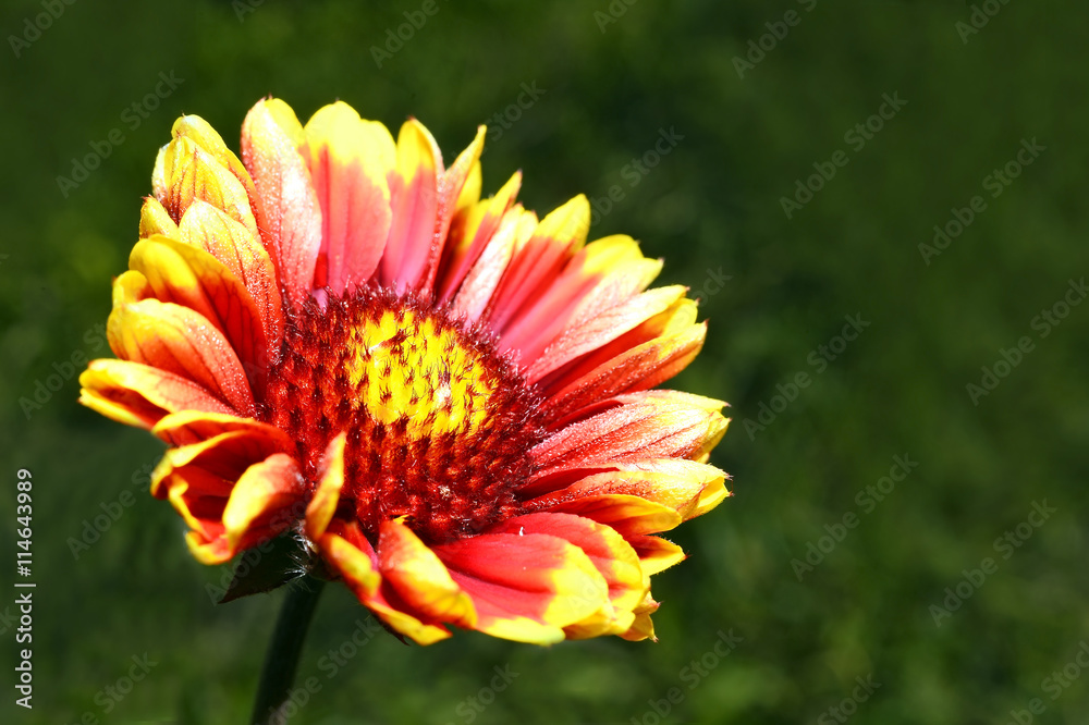 Red Helenium flower close-up on green grass background Red Helenium flower close-up on green grass background