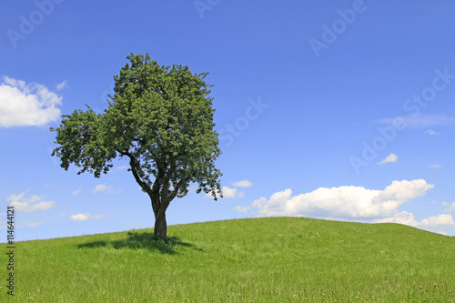 Baum steht einzeln auf einer sanft hügeligen Allgäuer Wiese © Dozey