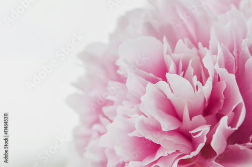 Beautiful fresh pink peony flower isolated on white background. Peonies summer . Love floral. Macro image. Place for text  copy space