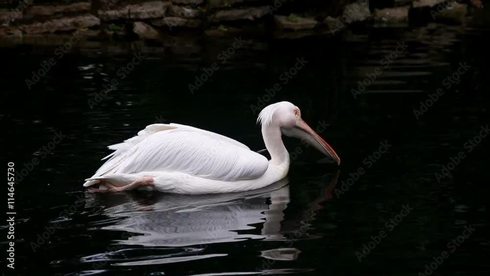 white Pelican floating on the water of the lake