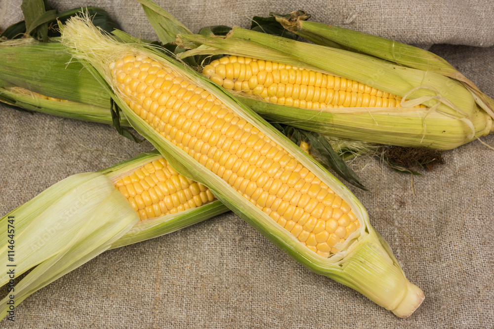 Fresh corn on the cob with leaves on sackcloth closeup Fresh corn on the cob with leaves on sackcloth closeup