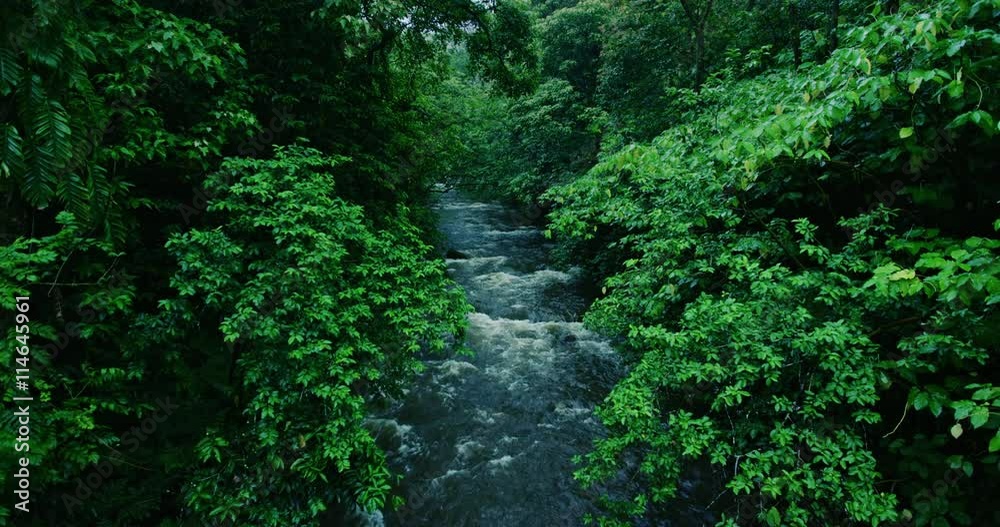 River flows through tropical rain forest jungle in Maui, Hawaii River flows through tropical rain forest jungle in Maui, Hawaii