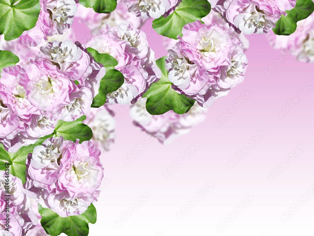 Delicate floral background. Pelargonium Delicate floral background. Pelargonium