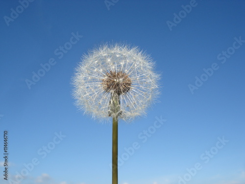 Pusteblume