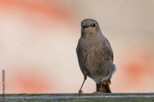 Hausrotschwanz (Phoenicurus ochruros) Weibchen mit feinem Gefieder