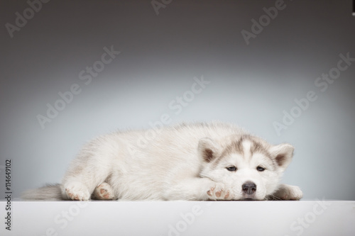 Bored husky puppy laying
