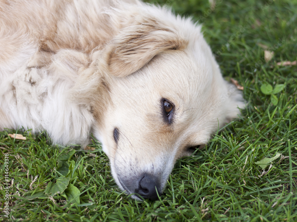 Beautiful dog resting on green grass. Open eyes.