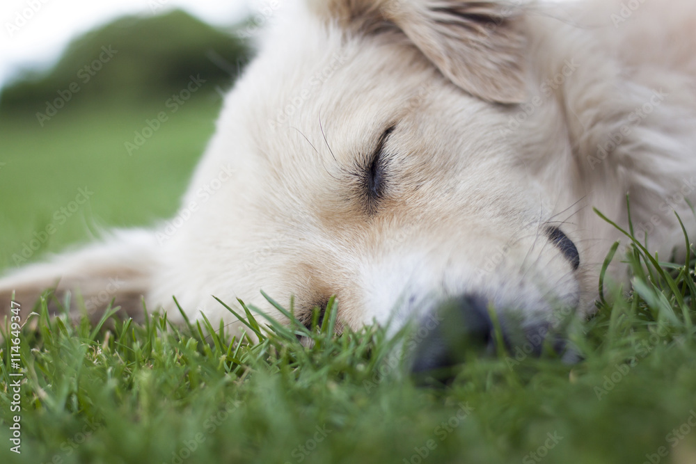 Beautiful dog sleeping on green grass