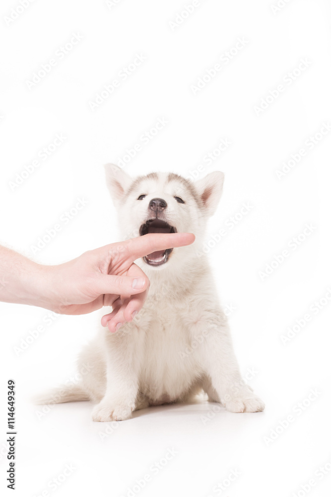 Young husky mouth open want to bite human finger hand Young husky mouth open want to bite human finger hand