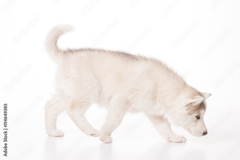 Fototapeta premium Young husky puppy walking smelling