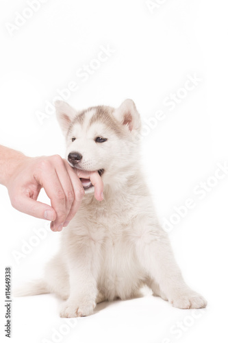 Young husky biting human finger hand