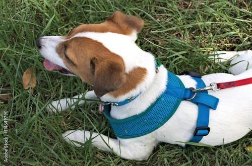 Pet fox terrier, on lead and harness, from above.