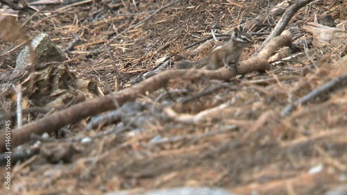 Golden-mantled ground squirrel photo