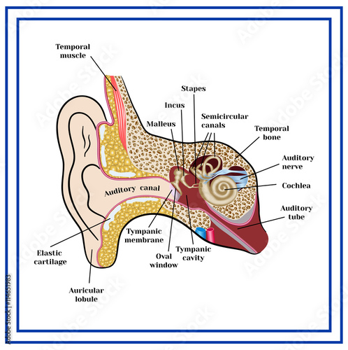 The structure of the human ear.