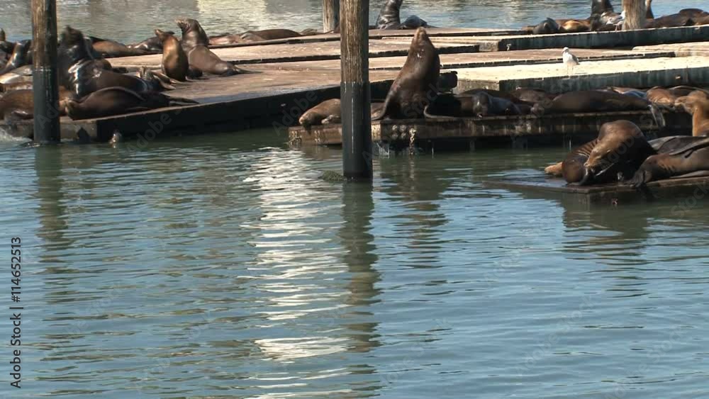 Pier 39 with sea lions in the morning Pier 39 with sea lions in the morning