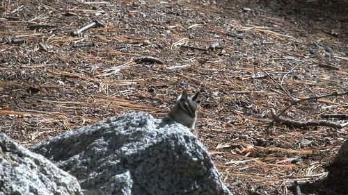 Golden-mantled ground squirrel photo
